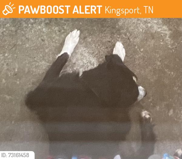 Found/Stray Female Dog last seen Wimberly pl, Kingsport, TN 37660