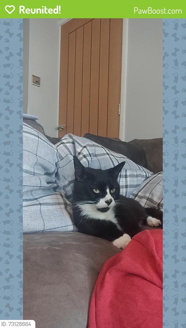 Reunited Male Cat last seen Burney Road/Bay Road, Hampshire, England PO12 2QB