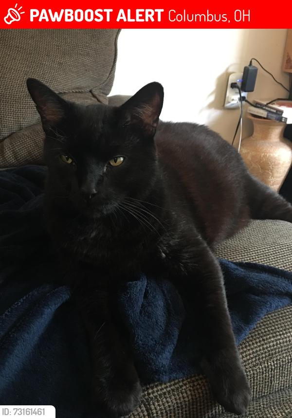 Lost Male Cat last seen Dillmont Drive, Columbus, OH 43235