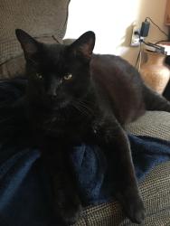 Lost Male Cat last seen Dillmont Drive, Columbus, OH 43235