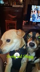 Found/Stray Male Dog last seen Near, Conroe, TX 77304