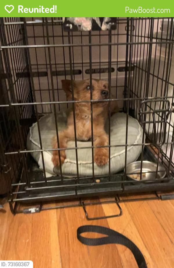 Reunited Male Dog last seen Greenbrier and Hillen Road, Towson MD, Towson, MD 21286