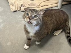 Shelter Stray Male Cat last seen HILLSBOROUGH RD, 1601 Eubanks Rd, Chapel Hill, NC 27516, USA