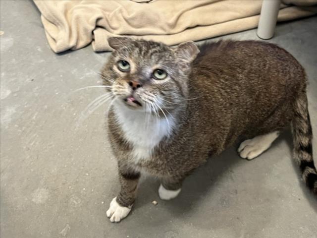Shelter Stray Male Cat last seen HILLSBOROUGH RD, 1601 Eubanks Rd, Chapel Hill, NC 27516, USA