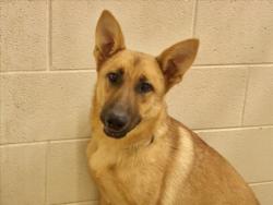 Shelter Stray Female Dog last seen BRADSHAW QUARRY RD AND WALDEN POND, 1601 Eubanks Rd, Chapel Hill, NC 27516, USA