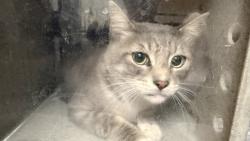 Shelter Stray Male Cat last seen , 957 N Gaffey St, San Pedro, CA 90731, USA