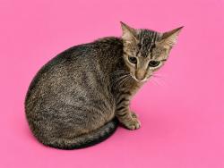 Shelter Stray Female Cat last seen Near BLOCK E 28 ST, 3599 NW 79th Ave, Doral, FL 33122, USA