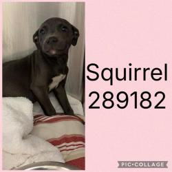 Shelter Stray Female Dog last seen WALDEN ROAD, 4214 Fulton Mill Rd, Macon, GA 31216, USA