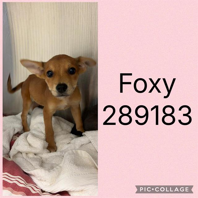 Shelter Stray Female Dog last seen WALDEN ROAD, 4214 Fulton Mill Rd, Macon, GA 31216, USA