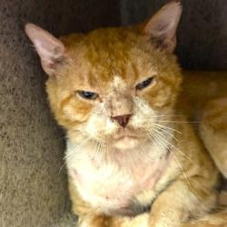 Shelter Stray Male Cat last seen PECAN GROVE, 4710 TX-151, San Antonio, TX 78227, USA