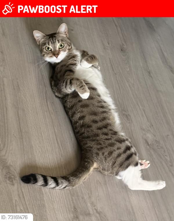 Lost Female Cat last seen Middle park avenue, Greater London, England SE9 5QS