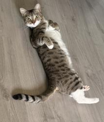 Lost Female Cat last seen Middle park avenue, Greater London, England SE9 5QS