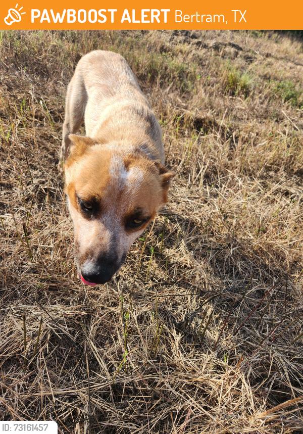 Found/Stray Female Dog last seen Near and CR 326, Bertram, TX 78605