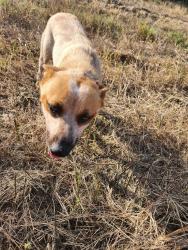 Found/Stray Female Dog last seen Near and CR 326, Bertram, TX 78605