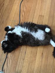 Lost Male Cat last seen Krumkill Road, Slingerlands, NY 12159
