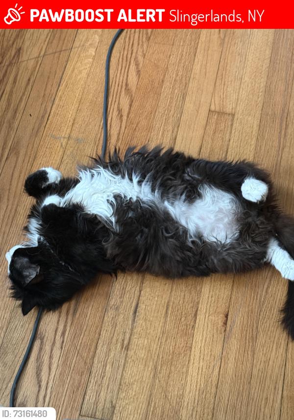 Lost Male Cat last seen Krumkill Road, Slingerlands, NY 12159