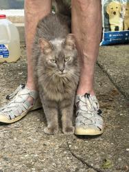 Found/Stray Unknown Cat last seen Gordon Pike, Bloomington, IN 47401