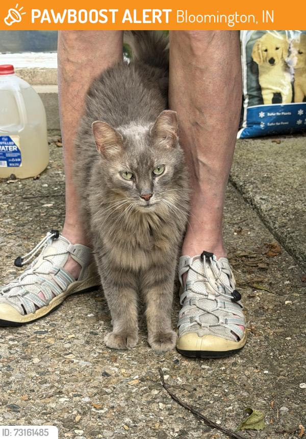 Found/Stray Unknown Cat last seen Gordon Pike, Bloomington, IN 47401