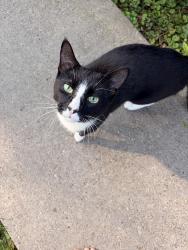 Found/Stray Unknown Cat last seen Poplar St., Monroeville, PA 15146