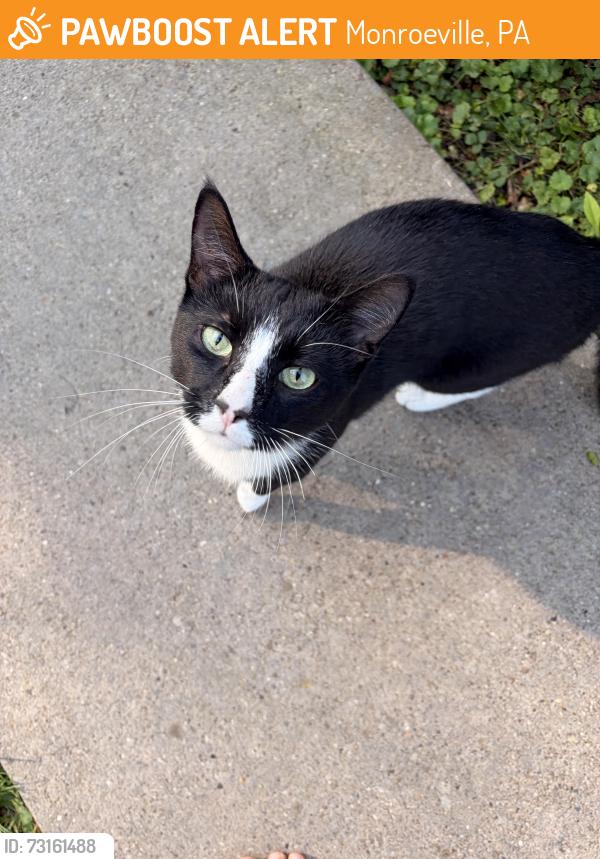 Found/Stray Unknown Cat last seen Poplar St., Monroeville, PA 15146
