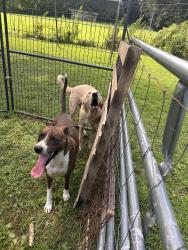 Reunited Male Dog last seen Near Trewhitt rd se, Cleveland, TN 37323, Cleveland, TN 37323
