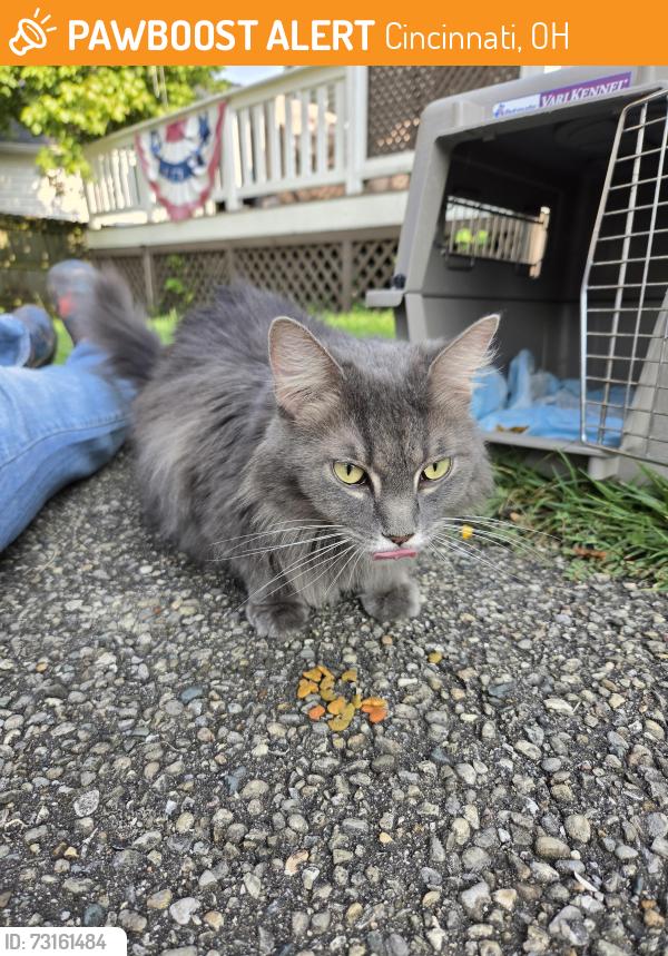 Found/Stray Female Cat last seen Tompkins Avenue and Butterfield Place, Cincinnati, OH 45227