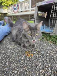 Found/Stray Female Cat last seen Tompkins Avenue and Butterfield Place, Cincinnati, OH 45227