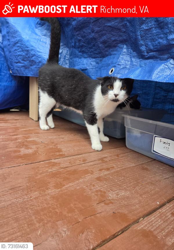 Lost Male Cat last seen Meadowgreen Rd, Roundtree Rd, Ryerson Rd, Richmond, VA 23294