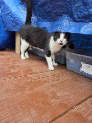 Lost Male Cat last seen Meadowgreen Rd, Roundtree Rd, Ryerson Rd, Richmond, VA 23294