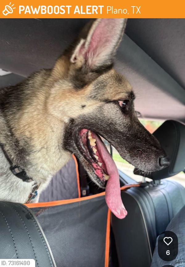 Found/Stray Female Dog last seen Ringgold and Ohio, Plano, TX 75093