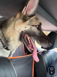 Found/Stray Female Dog last seen Ringgold and Ohio, Plano, TX 75093