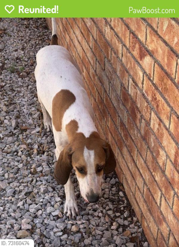 Reunited Male Dog last seen Unser and Ladera, Albuquerque, NM 87120