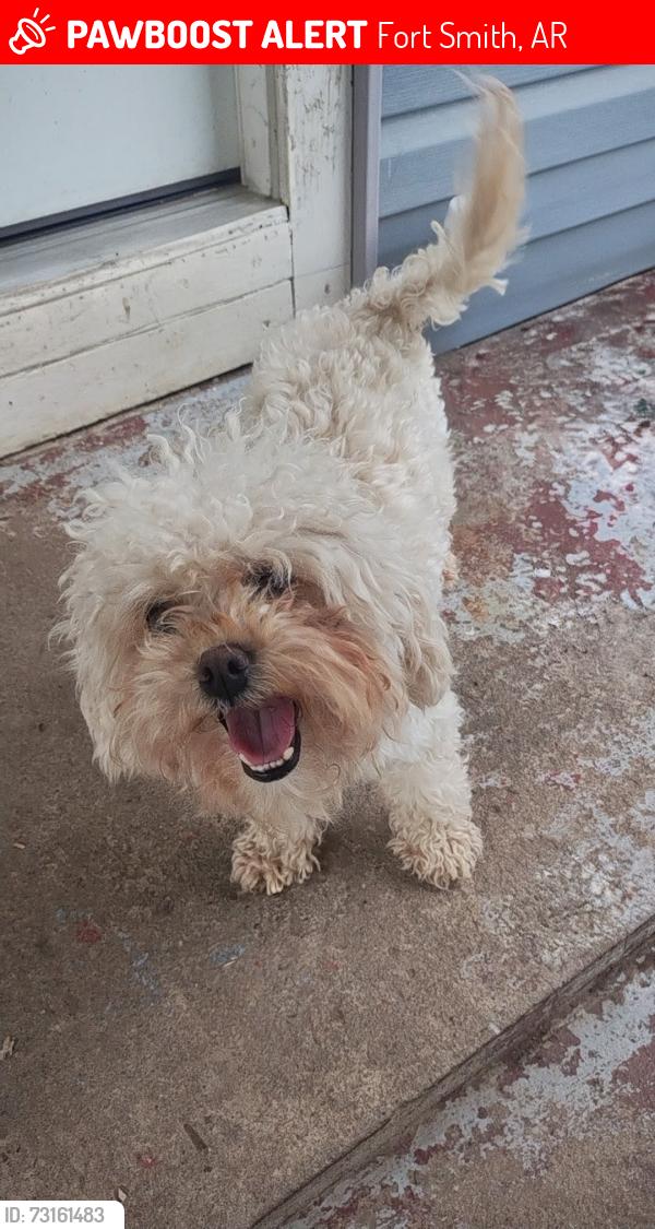 Lost Female Dog last seen North Greenwood & Grand Ave, Fort Smith, AR 72901