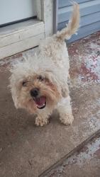 Lost Female Dog last seen North Greenwood & Grand Ave, Fort Smith, AR 72901