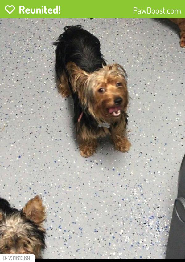 Reunited Male Dog last seen Atlantic, Margate, FL 33063