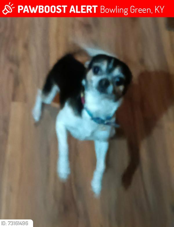Lost Male Dog last seen Greenwood High School, Bowling Green, KY 42104