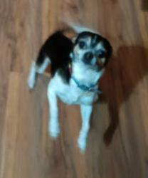 Lost Male Dog last seen Greenwood High School, Bowling Green, KY 42104