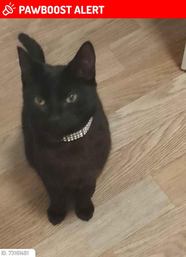 Lost Female Cat last seen Newsham Park, Fairfield, England L7 0HT