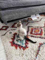 Found/Stray Unknown Cat last seen Dexter street, Derby, England DE23 8LL