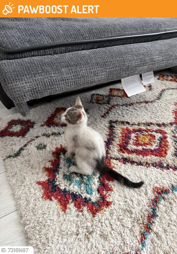 Found/Stray Unknown Cat last seen Dexter street, Derby, England DE23 8LL