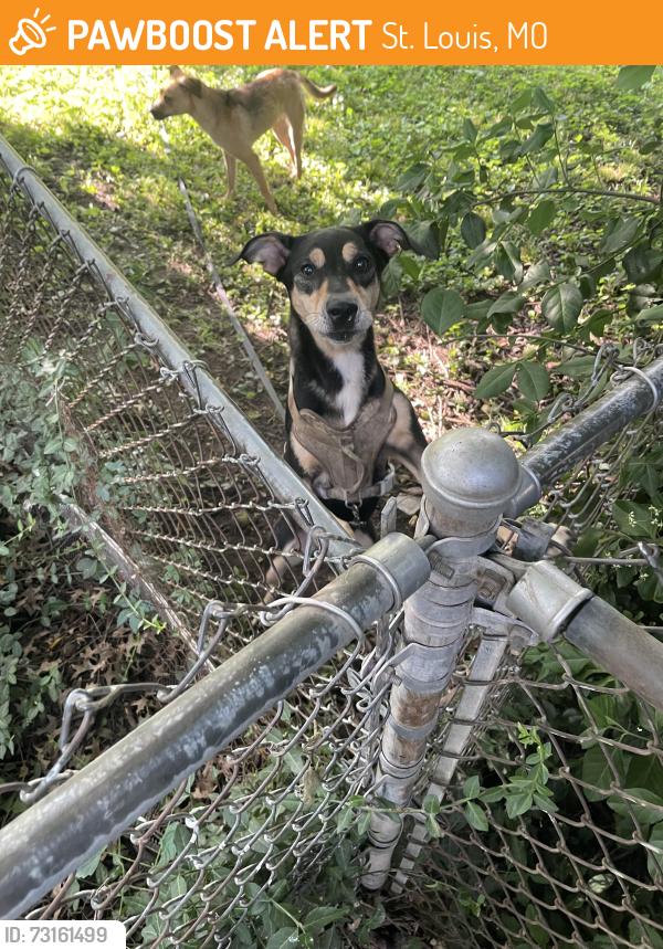 Found/Stray Unknown Dog last seen In abandon home backyard across from endicott park, St. Louis, MO 63114