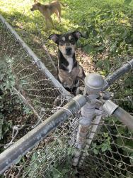 Found/Stray Unknown Dog last seen In abandon home backyard across from endicott park, St. Louis, MO 63114