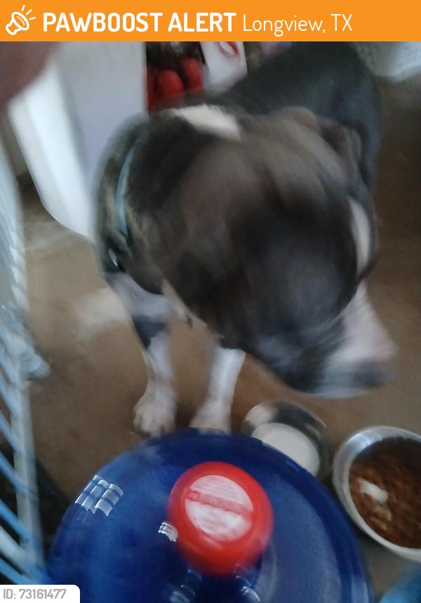 Found/Stray Male Dog last seen Eden and Marguerite, Longview, TX 75601
