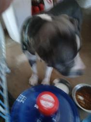 Found/Stray Male Dog last seen Eden and Marguerite, Longview, TX 75601