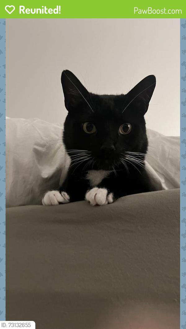 Reunited Male Cat last seen conway blvd, Port Charlotte, FL 33952
