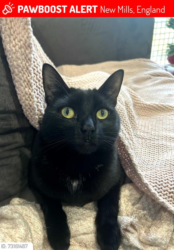 Lost Male Cat last seen New Street, New Mills, England 