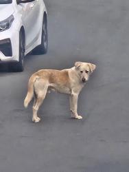 Found/Stray Male Dog last seen Springcrest, Moreno Valley, CA 92557