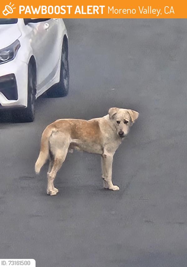 Found/Stray Male Dog last seen Springcrest, Moreno Valley, CA 92557
