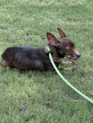 Found/Stray Female Dog last seen Byron road, Columbia, SC 29209