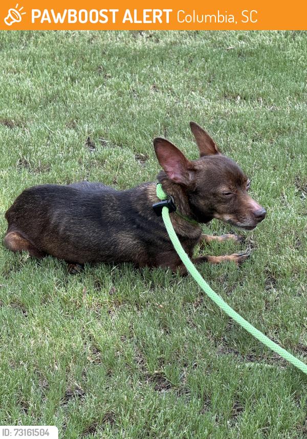 Found/Stray Female Dog last seen Byron road, Columbia, SC 29209